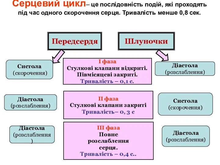 Серцевий цикл– це послідовність подій, які проходять під час одного скорочення