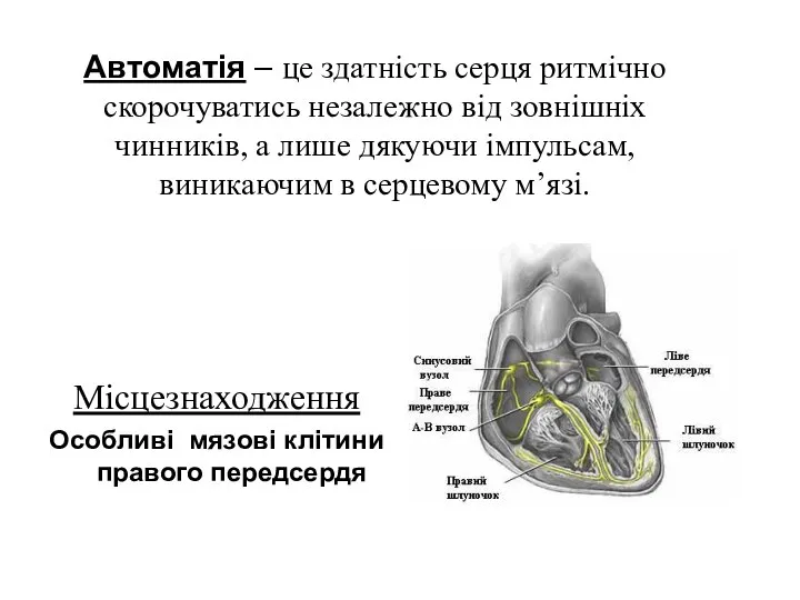 Автоматія – це здатність серця ритмічно скорочуватись незалежно від зовнішніх чинників,