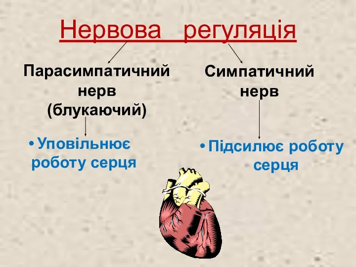 Нервова регуляція Парасимпатичний нерв (блукаючий) Симпатичний нерв Уповільнює роботу серця Підсилює роботу серця