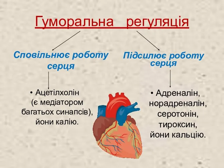 Гуморальна регуляція Сповільнює роботу серця Підсилює роботу серця Ацетілхолін (є медіатором