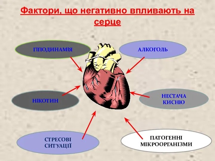 Фактори, що негативно впливають на серце ГІПОДИНАМІЯ НІКОТИН СТРЕСОВІ СИТУАЦІЇ АЛКОГОЛЬ НЕСТАЧА КИСНЮ ПАТОГЕННІ МІКРООРГАНІЗМИ