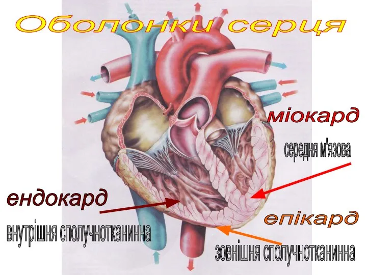 ендокард міокард епікард внутрішня сполучнотканинна середня м'язова зовнішня сполучнотканинна Оболонки серця