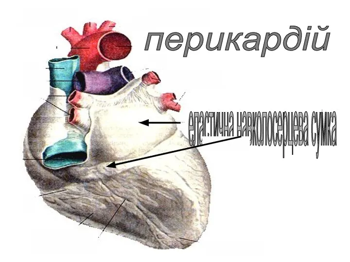 еластична навколосерцева сумка перикардій