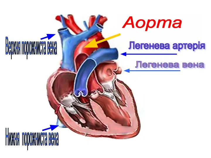 Легенева артерія Аорта Легенева вена Верхня порожниста вена Нижня порожниста вена