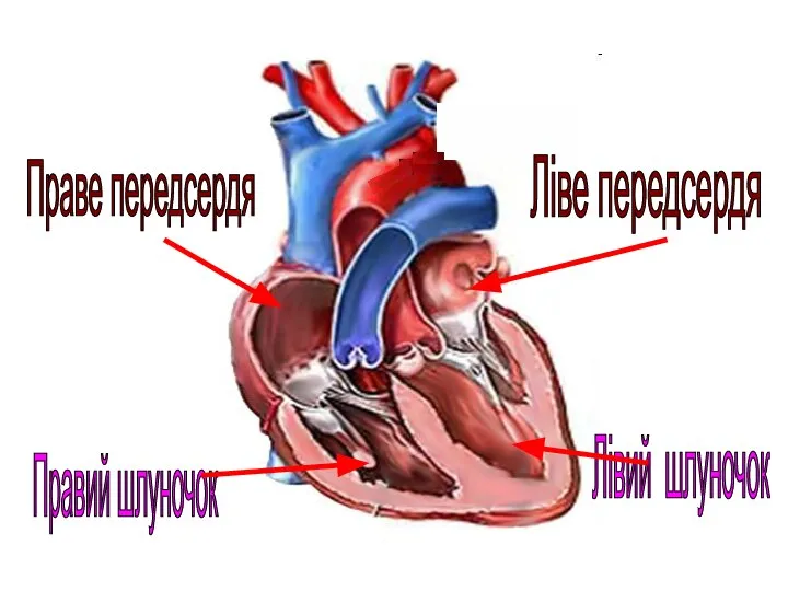 Праве передсердя Ліве передсердя Правий шлуночок Лівий шлуночок