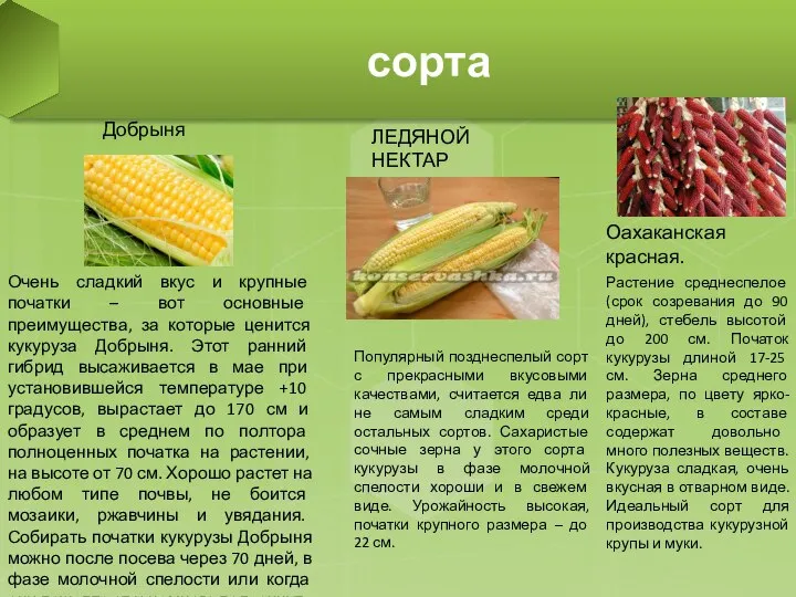 сорта Очень сладкий вкус и крупные початки – вот основные преимущества,