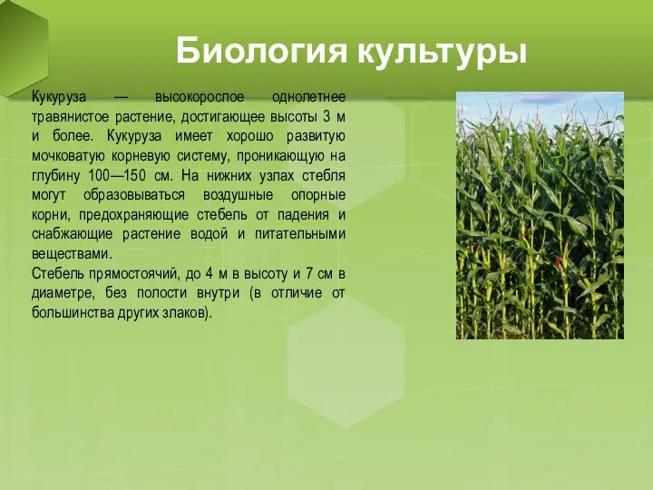 Биология культуры Кукуруза — высокорослое однолетнее травянистое растение, достигающее высоты 3