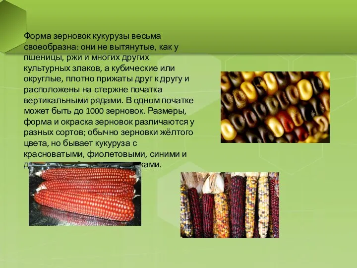 Форма зерновок кукурузы весьма своеобразна: они не вытянутые, как у пшеницы,