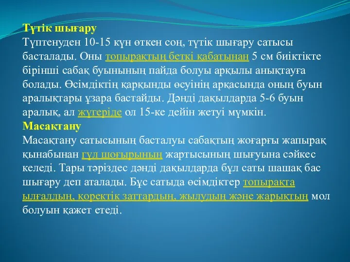 Түтік шығару Түптенуден 10-15 күн өткен соң, түтік шығару сатысы басталады.