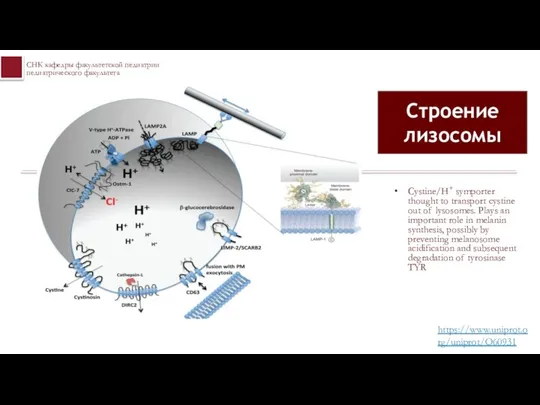 Cystine/H+ symporter thought to transport cystine out of lysosomes. Plays an