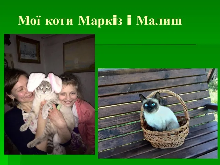 Мої коти Маркiз i Малиш