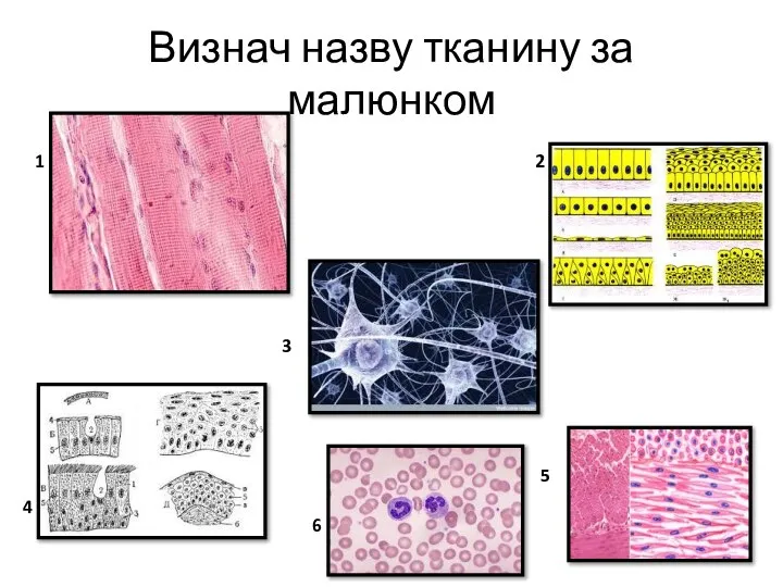 Визнач назву тканину за малюнком 2 4 1 5 3 6