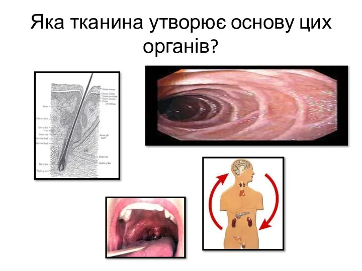 Яка тканина утворює основу цих органів?