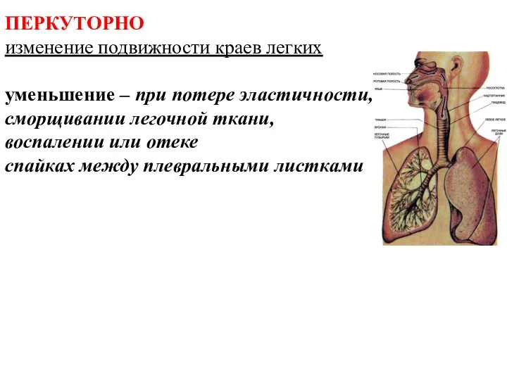 ПЕРКУТОРНО изменение подвижности краев легких уменьшение – при потере эластичности, сморщивании