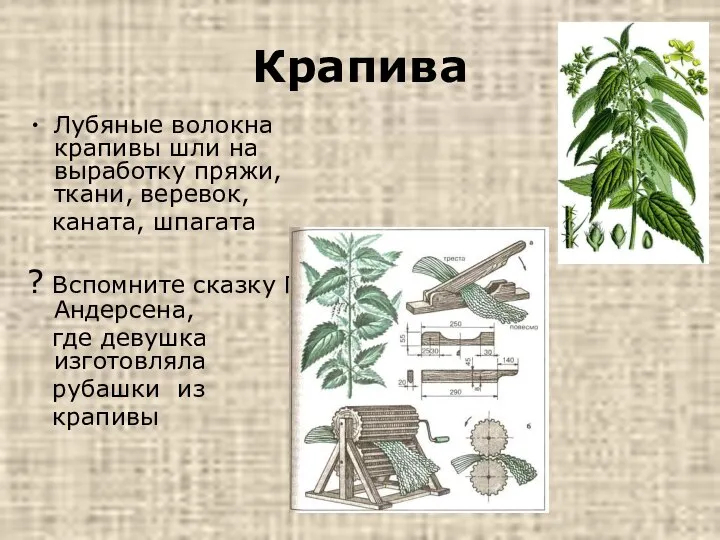 Крапива Лубяные волокна крапивы шли на выработку пряжи, ткани, веревок, каната,