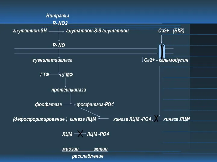 Нитраты R- NO2 глутатион-SH глутатион-S-S глутатион Са2+ (БКК) R- NO гуанилатциклаза