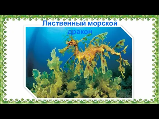 Лиственный морской дракон