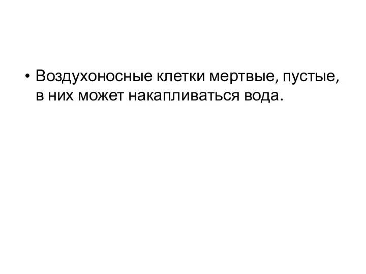 Воздухоносные клетки мертвые, пустые, в них может накапливаться вода.