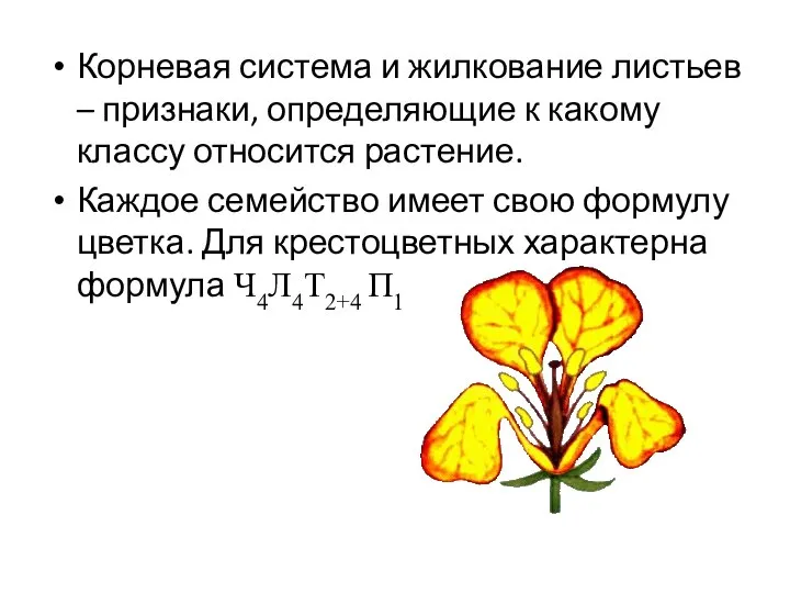 Корневая система и жилкование листьев – признаки, определяющие к какому классу