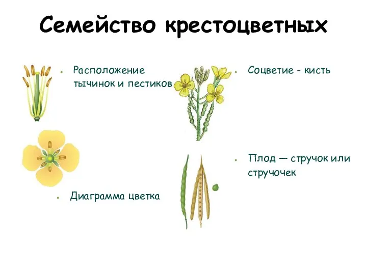 Семейство крестоцветных Расположение тычинок и пестиков Плод — стручок или стручочек Диаграмма цветка Соцветие - кисть