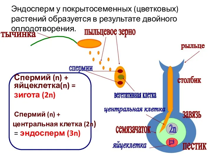 Спермий (n) + яйцеклетка(n) = зигота (2n) Спермий (n) + центральная