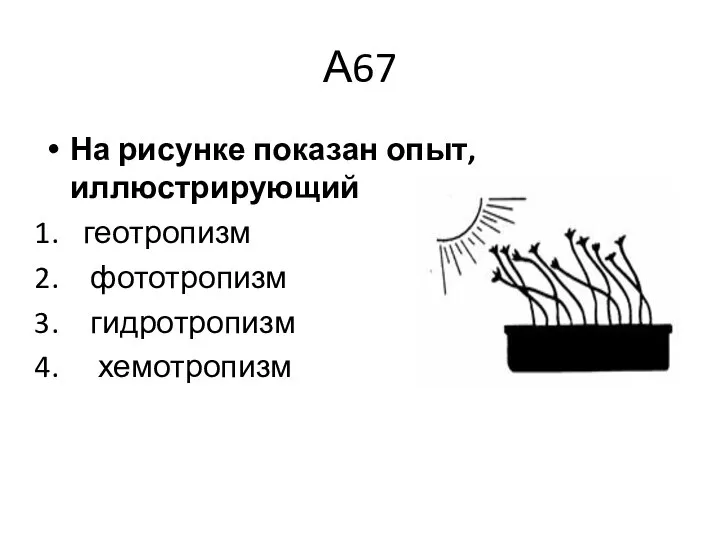 А67 На рисунке показан опыт, иллюстрирующий геотропизм фототропизм гидротропизм хемотропизм