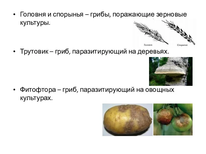 Головня и спорынья – грибы, поражающие зерновые культуры. Трутовик – гриб,