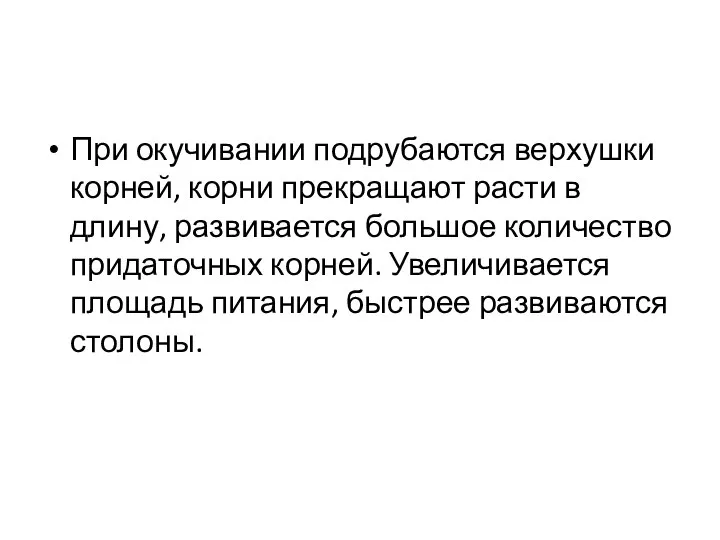 При окучивании подрубаются верхушки корней, корни прекращают расти в длину, развивается