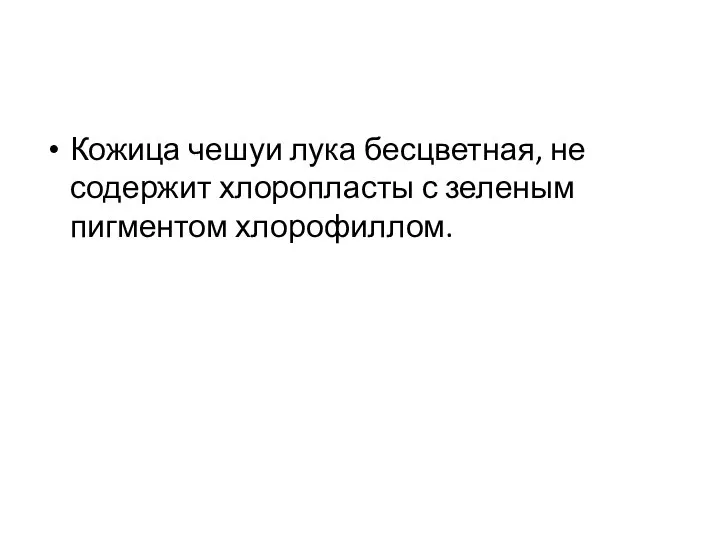 Кожица чешуи лука бесцветная, не содержит хлоропласты с зеленым пигментом хлорофиллом.