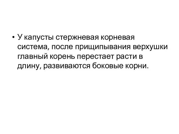 У капусты стержневая корневая система, после прищипывания верхушки главный корень перестает