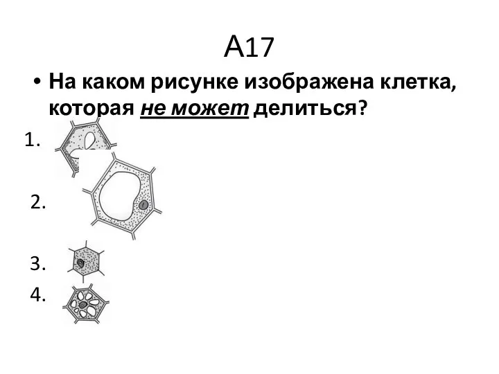 А17 На каком рисунке изображена клетка, которая не может делиться? 2. 3. 4.