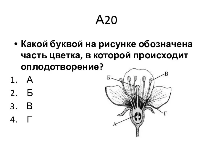 А20 Какой буквой на рисунке обозначена часть цветка, в которой происходит оплодотворение? А Б В Г