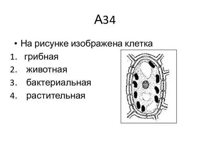 А34 На рисунке изображена клетка грибная животная бактериальная растительная