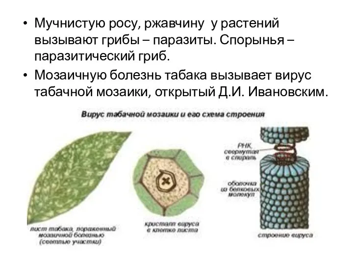 Мучнистую росу, ржавчину у растений вызывают грибы – паразиты. Спорынья –