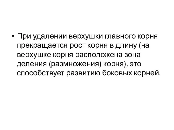 При удалении верхушки главного корня прекращается рост корня в длину (на