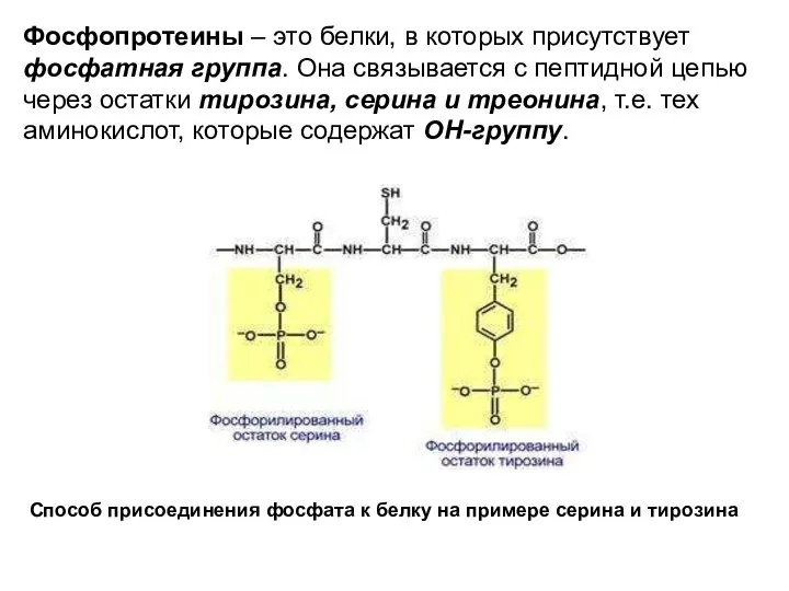 Фосфопротеины – это белки, в которых присутствует фосфатная группа. Она связывается