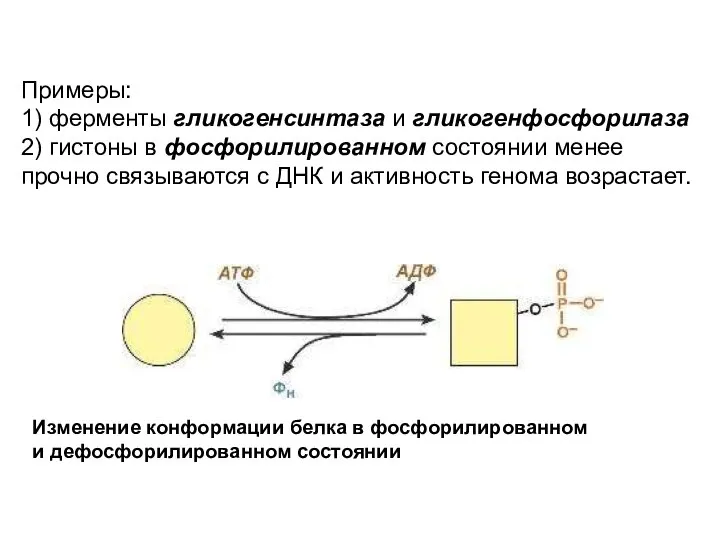 Примеры: 1) ферменты гликогенсинтаза и гликогенфосфорилаза 2) гистоны в фосфорилированном состоянии