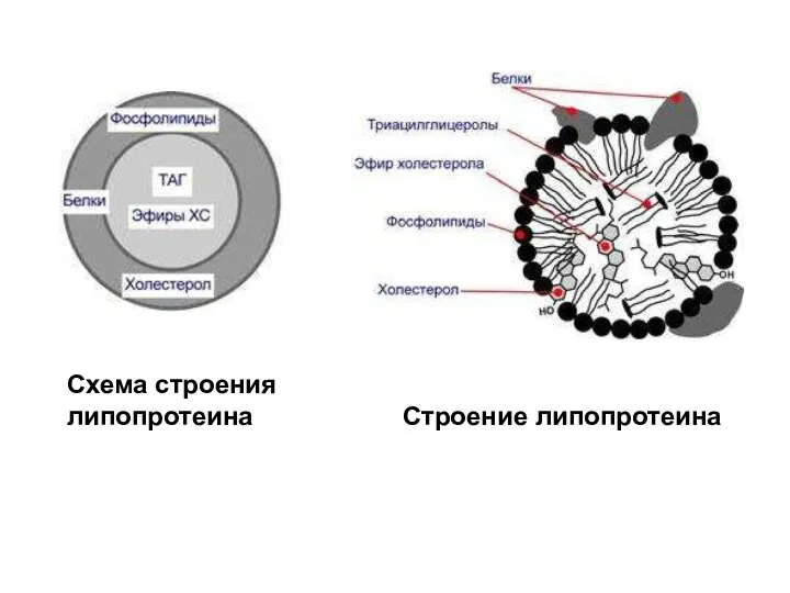 Схема строения липопротеина Строение липопротеина