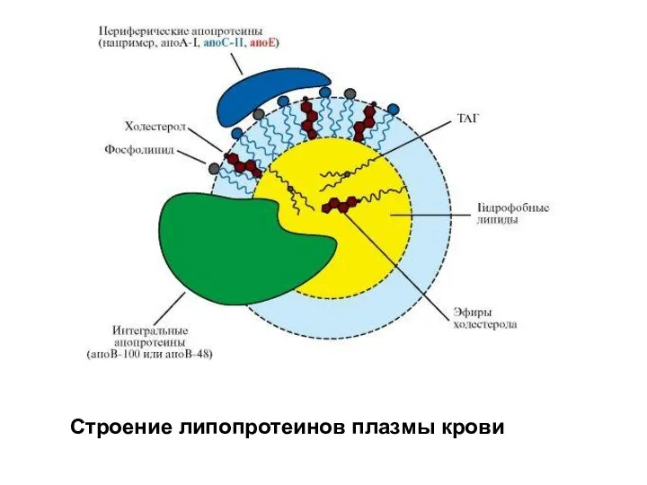 Строение липопротеинов плазмы крови