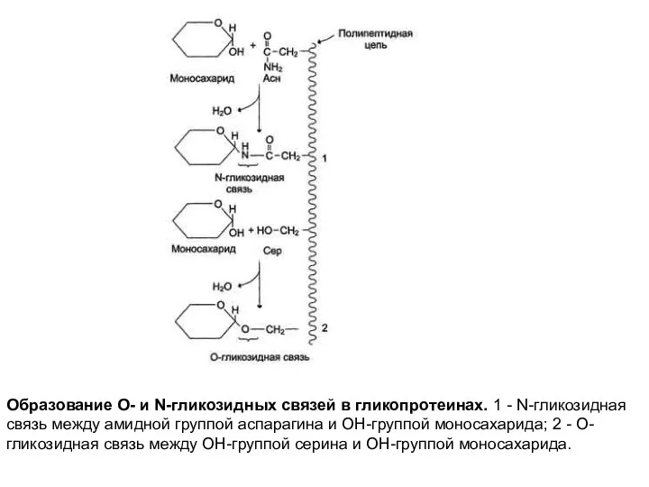 Образование О- и N-гликозидных связей в гликопротеинах. 1 - N-гликозидная связь