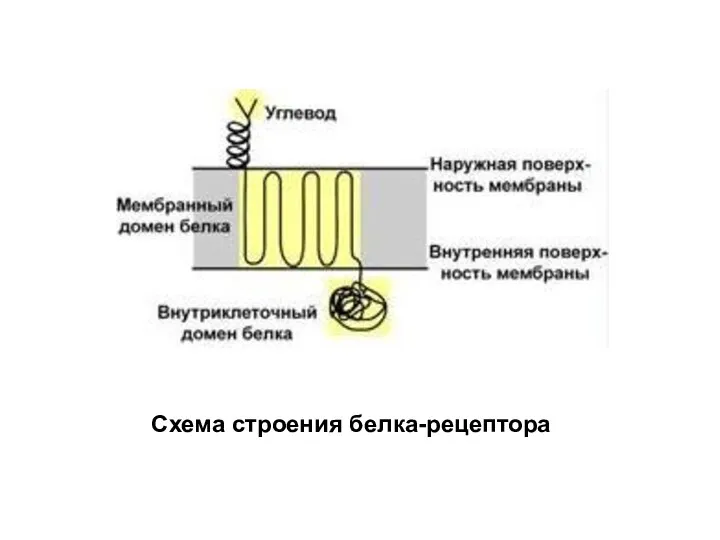 Схема строения белка-рецептора