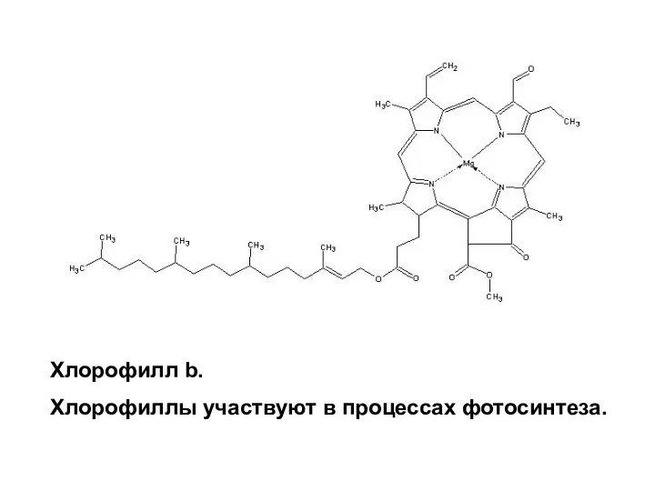 Хлорофилл b. Хлорофиллы участвуют в процессах фотосинтеза.