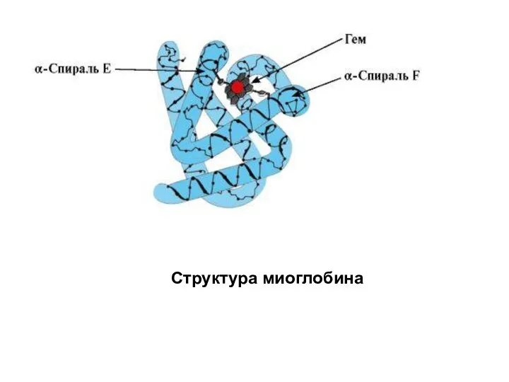 Структура миоглобина