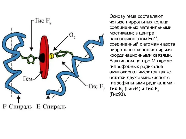 Основу гема составляют четыре пиррольных кольца, соединенных метенильными мостиками; в центре