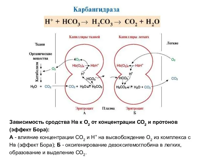 Зависимость сродства Нв к О2 от концентрации СО2 и протонов (эффект