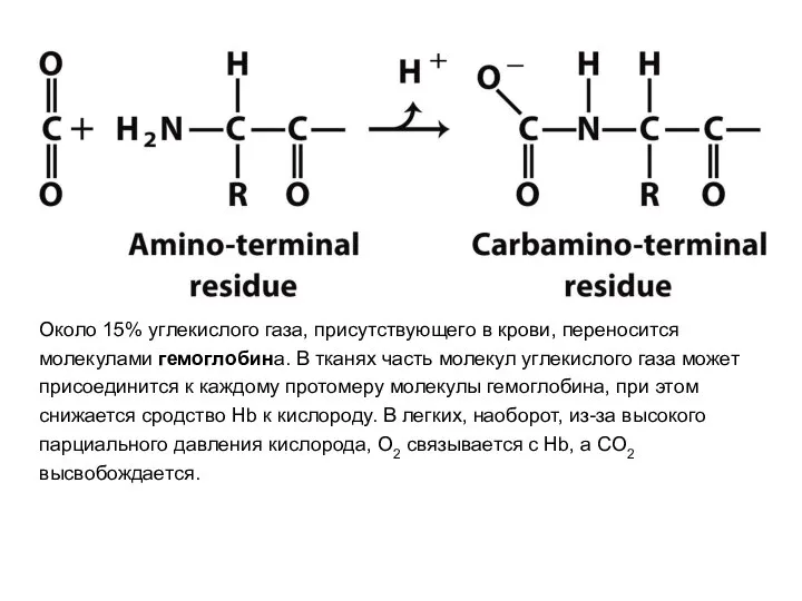 Около 15% углекислого газа, присутствующего в крови, переносится молекулами гемоглобина. В