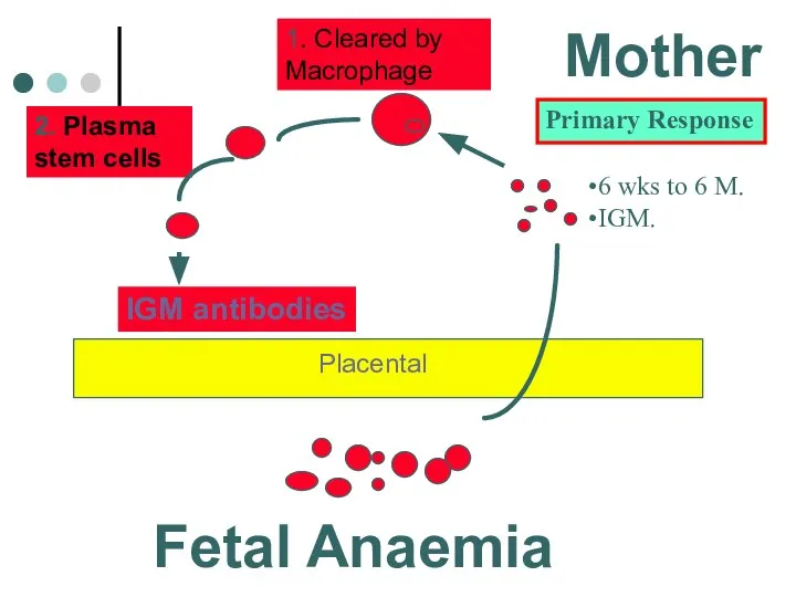 IGM antibodies 1. Cleared by Macrophage 2. Plasma stem cells Fetal