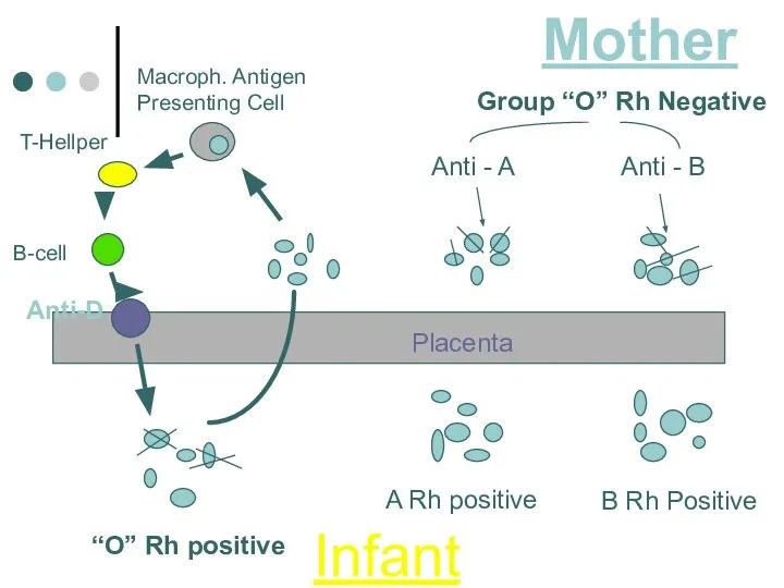 Macroph. Antigen Presenting Cell T-Hellper B-cell Anti-D Anti - A Anti