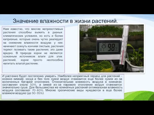 Значение влажности в жизни растений. Нам известно, что многие неприхотливых растения