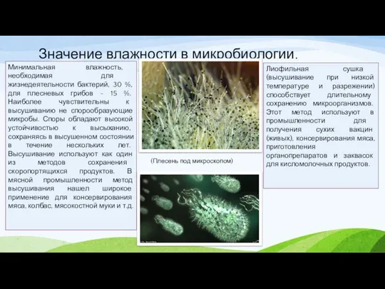 Значение влажности в микробиологии. Минимальная влажность, необходимая для жизнедеятельности бактерий, 30